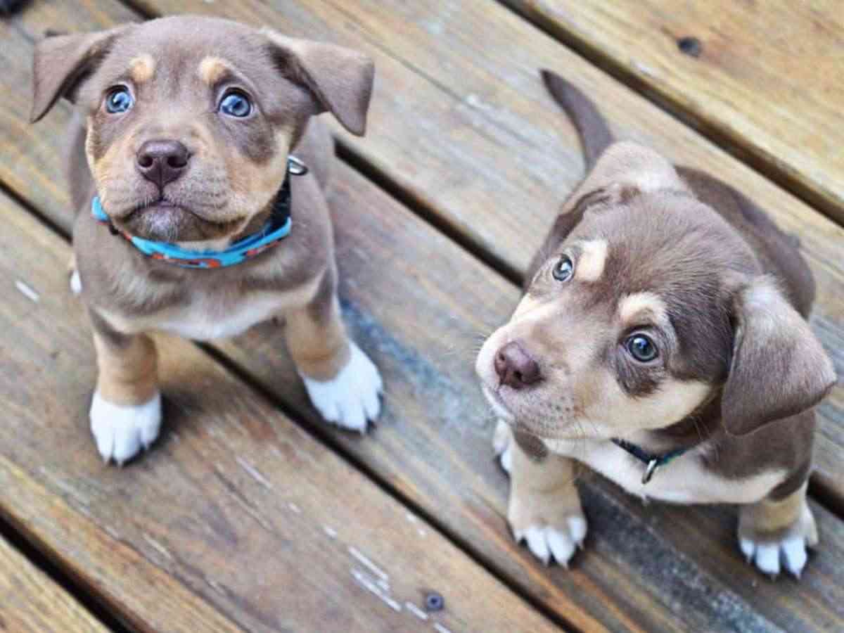 Behavioral Training