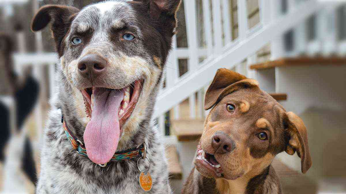 Two dogs smiling