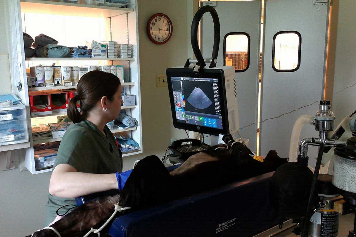 Sonogram of a dog to determine illness