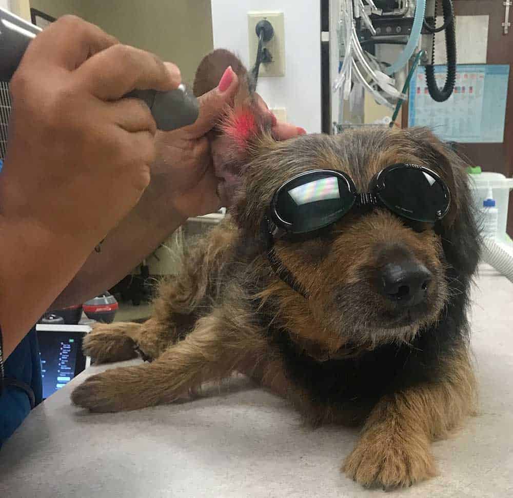 Dog being given laser therapy
