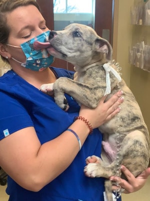 Puppy licking someones face